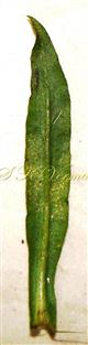 Leaf-Abaxial view